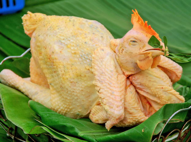 chăn nuôi gia cầm - gà - nông trại vỹ lâm