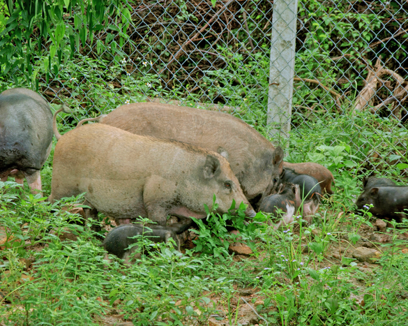 trang trại tự nhiên - heo - nông trại vỹ lâm