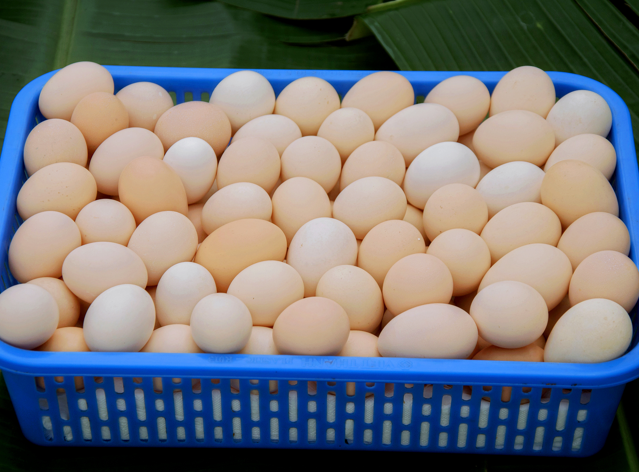 cam kết nguồn gốc - trứng gà ta - nông trại vỹ lâm