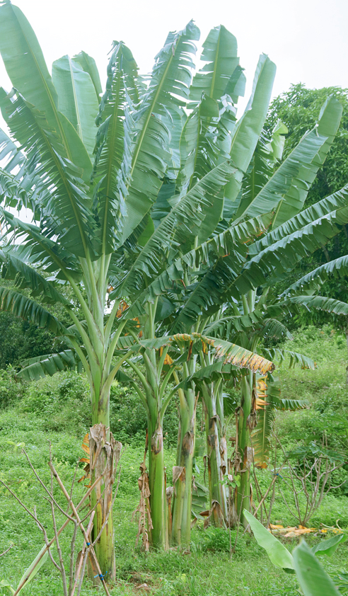 Nông trại vỹ lâm
