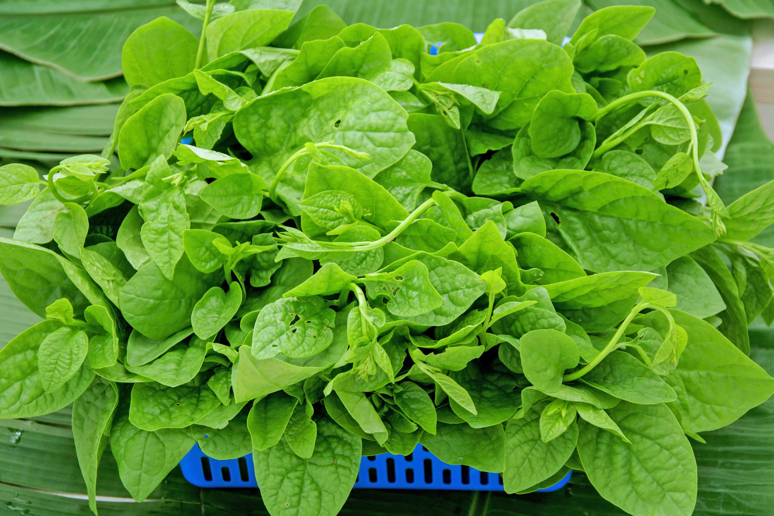 rau dền nông trại vỹ lâm