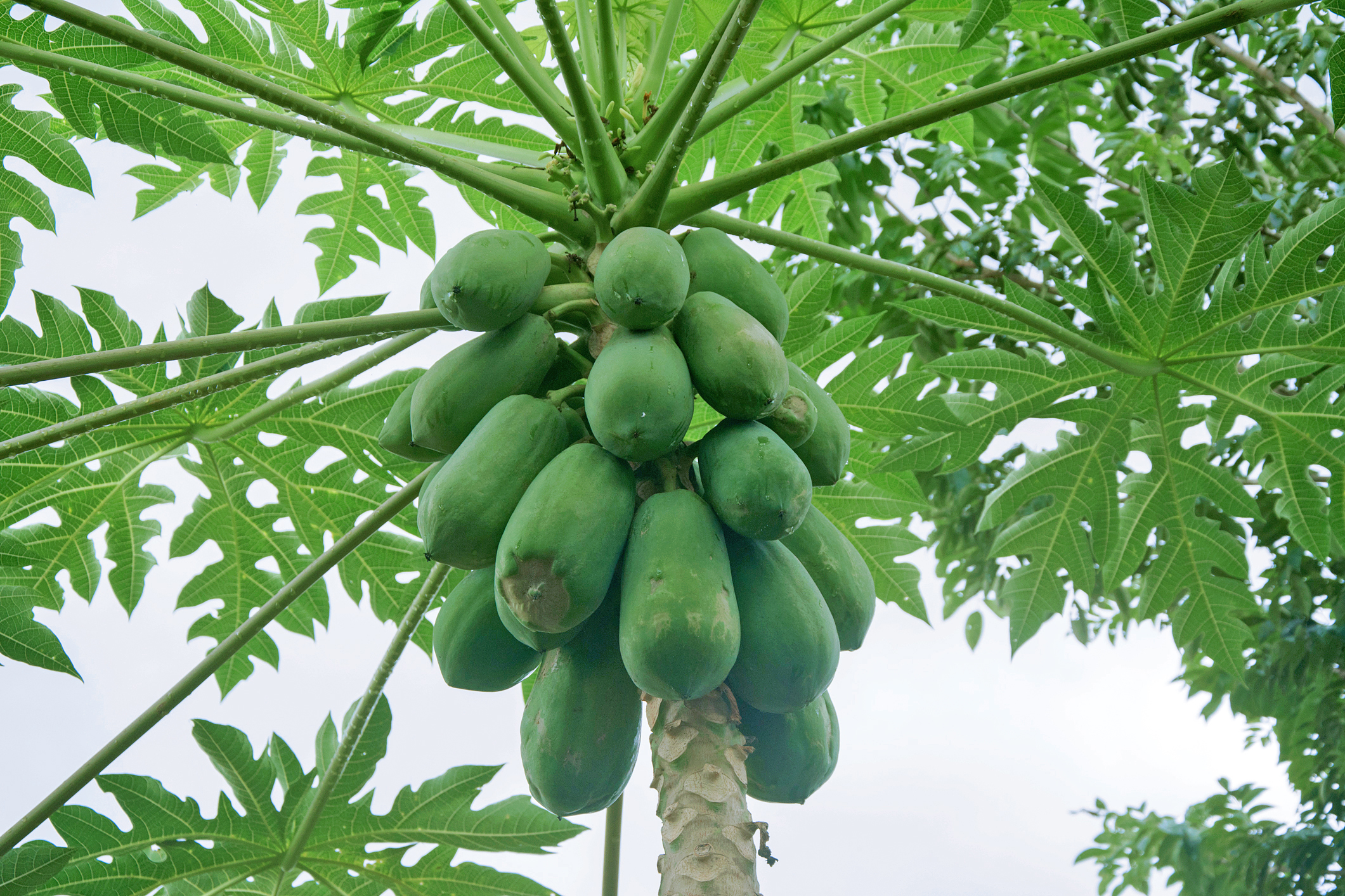 đu đủ nông trại vỹ lâm